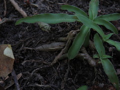 Chlorophytum comosum