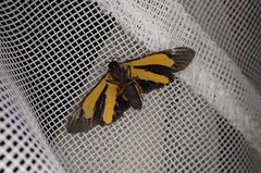 Virbia medarda