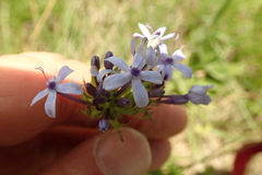 Pentanisia prunelloides