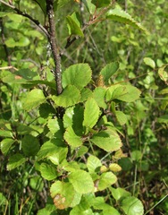 Betula humilis