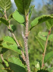 Betula humilis