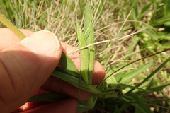 Pentanisia prunelloides
