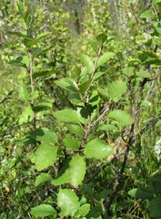 Betula humilis