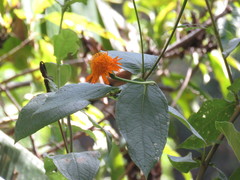 Lasianthaea macrocephala