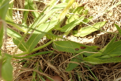 Pentanisia prunelloides