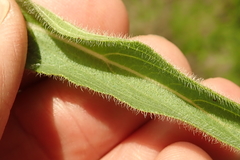 Pentanisia prunelloides