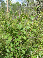 Betula humilis