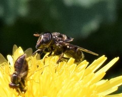 Copestylum tamaulipanum