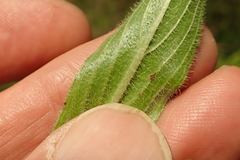 Pentanisia prunelloides