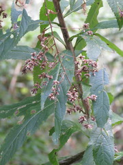 Decachaeta haenkeana