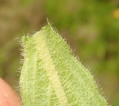 Pentanisia prunelloides