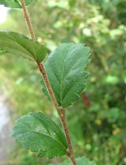 Betula humilis