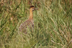 Rhynchotus rufescens