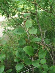 Betula humilis
