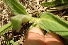 Pentanisia prunelloides