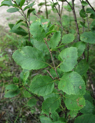 Betula humilis