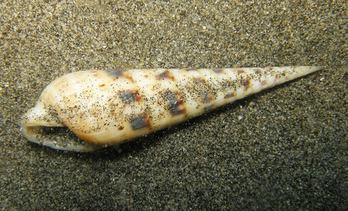 Terebra maculata observed 2025-11-16