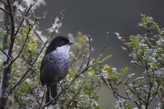 Black-Backed Bush Tanager photo 4