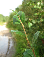 Betula humilis