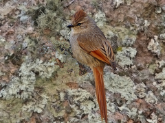 Leptasthenura fuliginiceps
