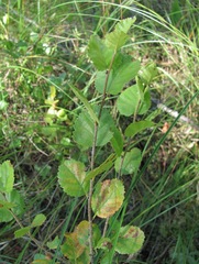 Betula humilis