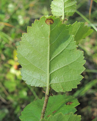 Betula humilis