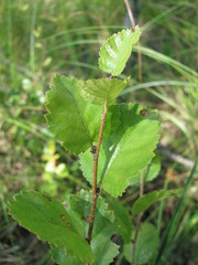 Betula humilis
