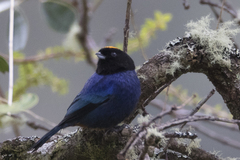 Iridosornis rufivertex