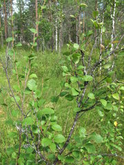 Betula humilis