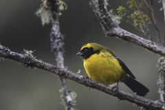 Masked Mountain-Tanager photo 2