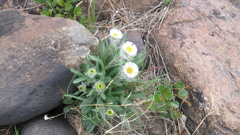 Erigeron eriocephalus