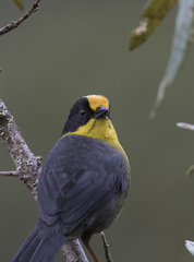 Atlapetes pallidinucha