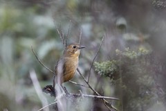 Grallaria quitensis