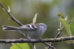 Mecocerculus stictopterus