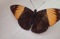 Adelpha melanthe