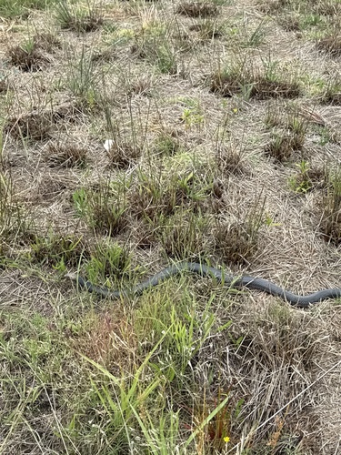 Red-bellied Black Snake sighting