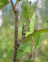 Betula humilis