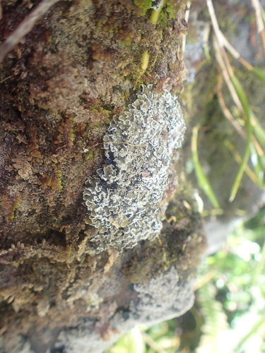Pannaria fulvescens observed 2025-11-14