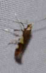 Caloptilia umbratella