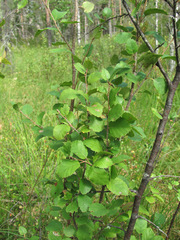 Betula humilis