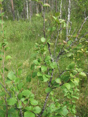 Betula humilis