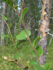 Betula humilis