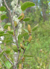 Betula humilis