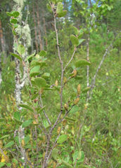Betula humilis