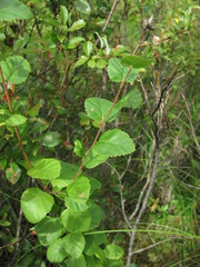 Betula humilis