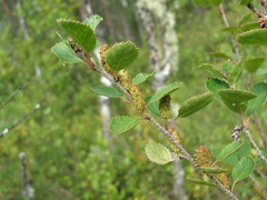 Betula humilis