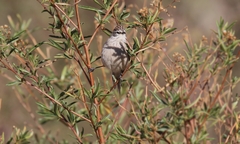 Leptasthenura aegithaloides