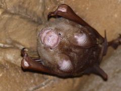 Hipposideros diadema