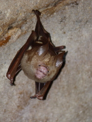 Hipposideros diadema