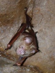 Hipposideros diadema